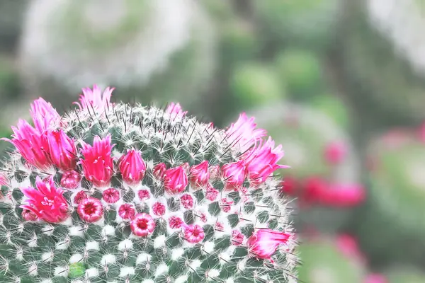 Closeup Mammillaria Cactus Blooming Pink Flowers — 图库照片