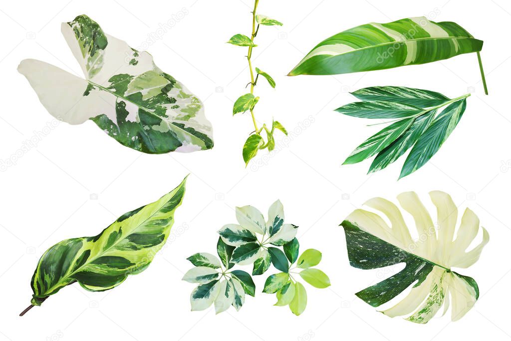Set of Tropical Variegated Leaves Isolated on White Background with Clipping Path