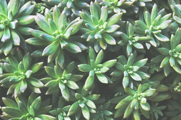 Succulent Plants Natural Pattern Background — 图库照片