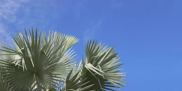 Exotic Tropical Palm Tree Silver Blue Foliage Leaves Clear Blue — Stockfoto