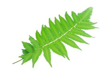 Fern kırpma yoluyla izole üzerinde beyaz zemin yaprak