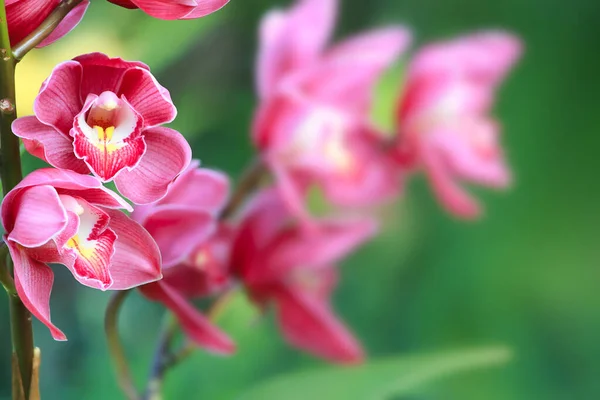 Closeup Flores Vermelhas Vermelhas Orquídea Cymbidium Flor Com Fundo Verde — Fotografia de Stock