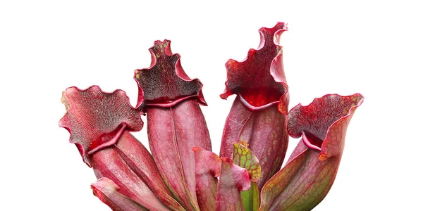 Purple Red Pitcher Plants Sarracenia Purpurea Isolated White Background Clipping — Stock Photo, Image