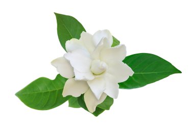 Gardenya yaseminoides, Yeşil yapraklı Cape Jasmin Çiçeği Kırpma Yollu Beyaz Arkaplanda İzole Edilmiş