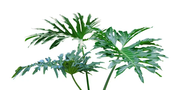 Zelené Listy Rostliny Philodendron Izolované Bílém Pozadí Oříznutou Stezkou — Stock fotografie
