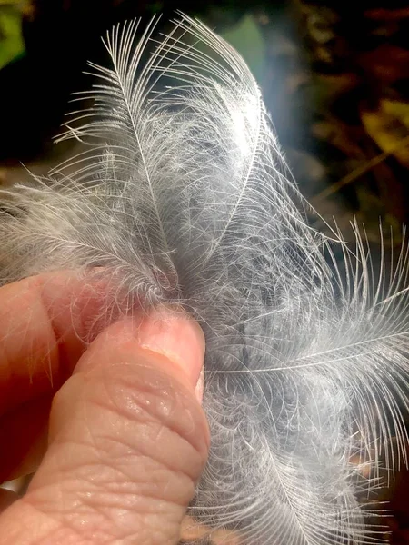 Gros Tas Plumes Oiseaux Sauvages Duveteux Dans Les Bois — Photo