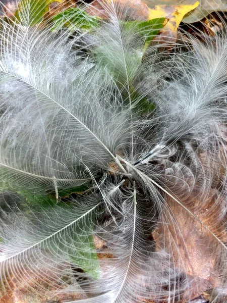 Closeup Clump Downy Wild Bird Feathers Woods — Stock Photo, Image