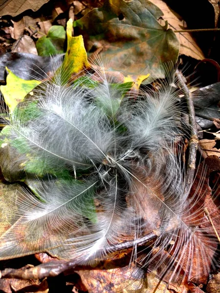 森の中で羽毛の野生の鳥の羽の閉鎖クランプ — ストック写真