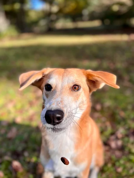 Hund Leckerli Fangen Das Der Mittagspause Heimischen Hinterhof Geworfen Wird — Stockfoto