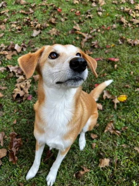 Pet Hound Dog Determined Catch Treat Tossed Midair Home Backyard — Stock Photo, Image