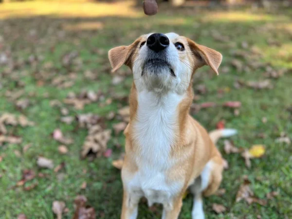 Hund Leckerli Fangen Das Der Mittagspause Heimischen Hinterhof Geworfen Wird — Stockfoto