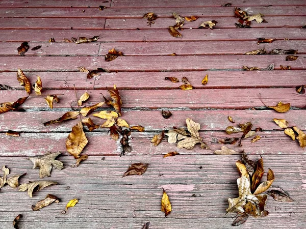 낙엽들 바람에 흔들리는 현관을 가로질러 흩어져 — 스톡 사진