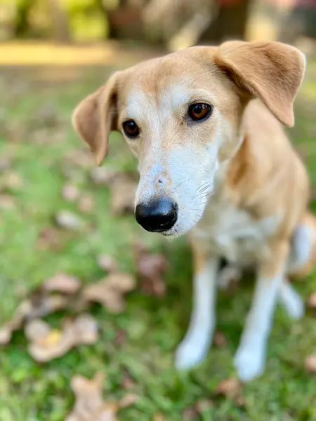 Retrato Muito Cão Cão Treinamento Quintal — Fotografia de Stock