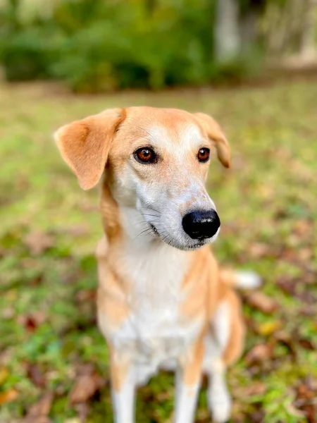 Porträtt Söt Hund Utbildning Bakgård — Stockfoto