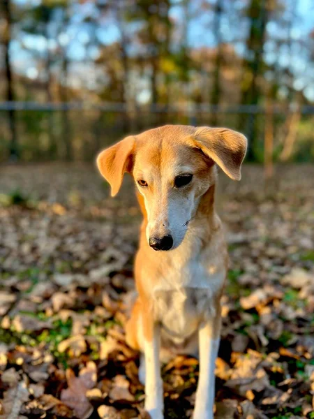 Ritratto Cane Caccia Che Allena Nel Cortile — Foto Stock