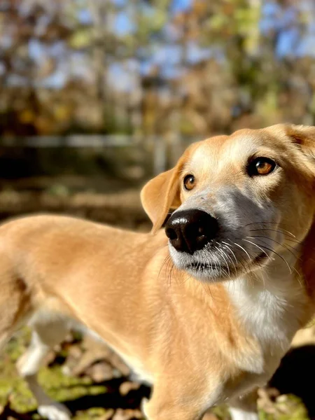 Retrato Muito Cão Cão Treinamento Quintal — Fotografia de Stock