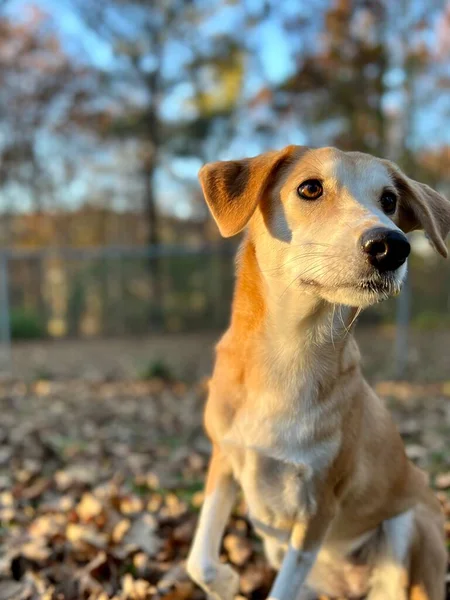 Portrait Pretty Hound Dog Training Backyard — Stock Photo, Image