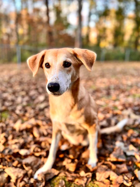Портрет Милой Собаки Заднем Дворе — стоковое фото