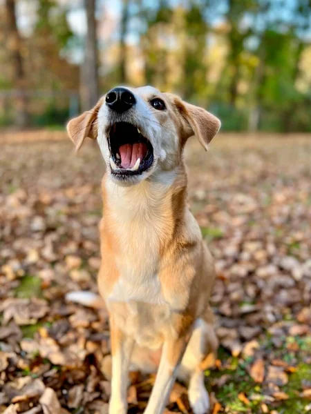 Retrato Bastante Perro Perro Perro Entrenamiento Patio Trasero —  Fotos de Stock
