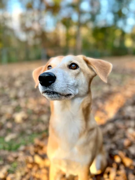 裏庭でかなり猟犬の訓練の肖像画 — ストック写真