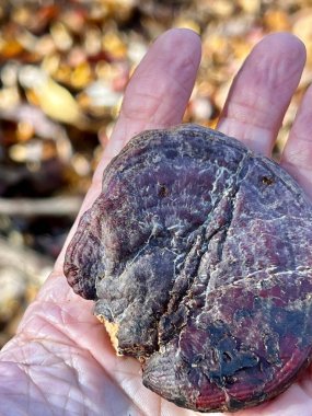 İnsan elinde tutulan ganoderma curtisii mantarı.