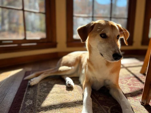 Собака Ищейка Мирно Отдыхает Лучах Солнечного Света Окна — стоковое фото