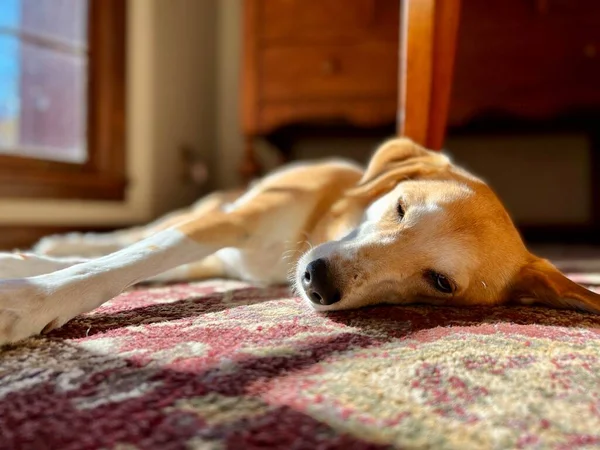 Hund Ruht Friedlich Sonnenlicht Fenster — Stockfoto