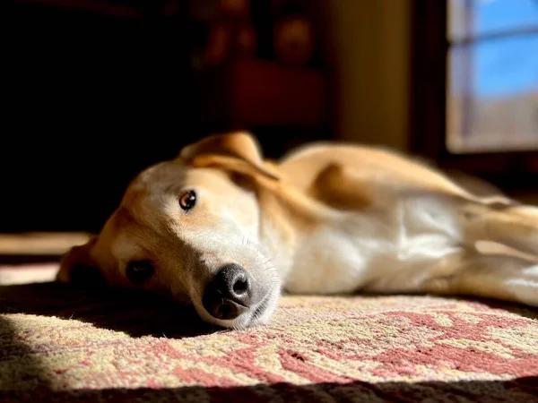 Pet Κυνηγόσκυλο Αναπαύεται Ειρηνικά Patch Του Ήλιου Από Εσωτερικό Παράθυρο — Φωτογραφία Αρχείου
