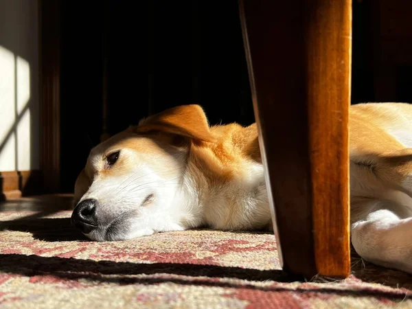 Pet Cão Cão Caça Descansando Paz Patch Luz Solar Pela — Fotografia de Stock