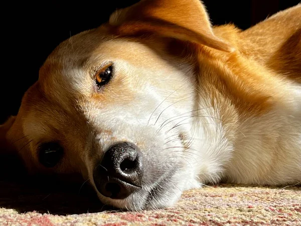 Pet Cão Cão Caça Descansando Paz Patch Luz Solar Pela — Fotografia de Stock
