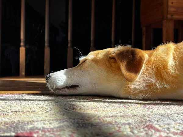 Pet Cão Cão Caça Descansando Paz Patch Luz Solar Pela — Fotografia de Stock