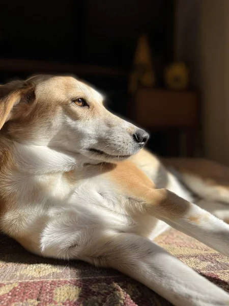 Pet Cão Cão Caça Descansando Paz Patch Luz Solar Pela — Fotografia de Stock