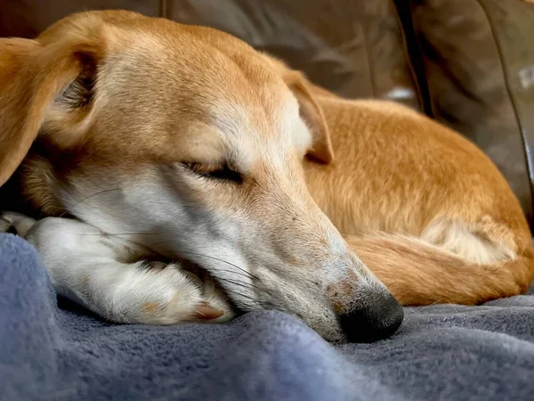 Perro Perro Perro Perro Que Descansa Pacíficamente Parche Luz Solar —  Fotos de Stock