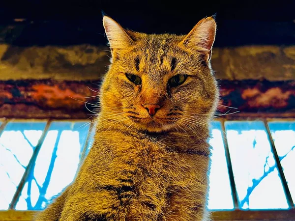 Magasin Satisfait Chat Relaxant Sur Étagère Supérieure Par Fenêtre — Photo