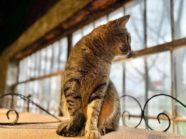 Tevreden Winkelkat Ontspannen Bovenste Plank Door Het Raam — Stockfoto