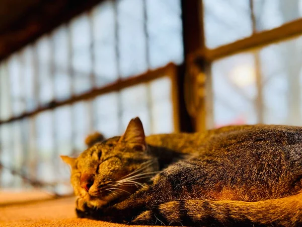 Zufriedene Ladenkatze Entspannt Sich Obersten Regal Vor Dem Fenster — Stockfoto