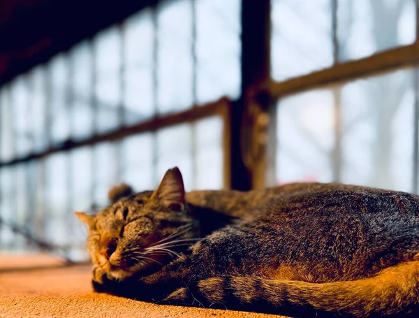 Zufriedene Ladenkatze Entspannt Sich Obersten Regal Vor Dem Fenster — Stockfoto