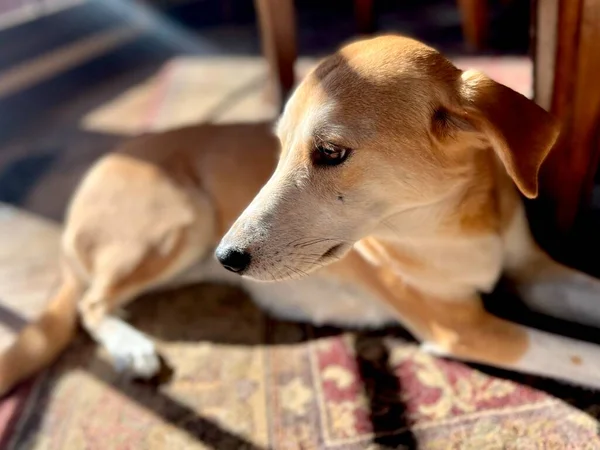 Low Angle View Pet Dog Lying Rug She Indoors Dining — Stock Photo, Image