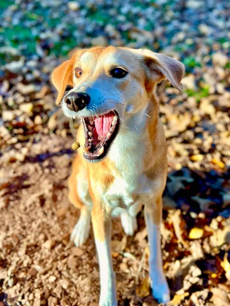 Pet Dog Połowu Rzucone Smakołyki — Zdjęcie stockowe