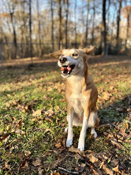 Mascota Perro Captura Tirado Golosinas —  Fotos de Stock