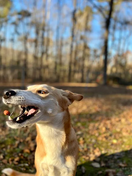 投げ菓子をキャッチペット犬 — ストック写真