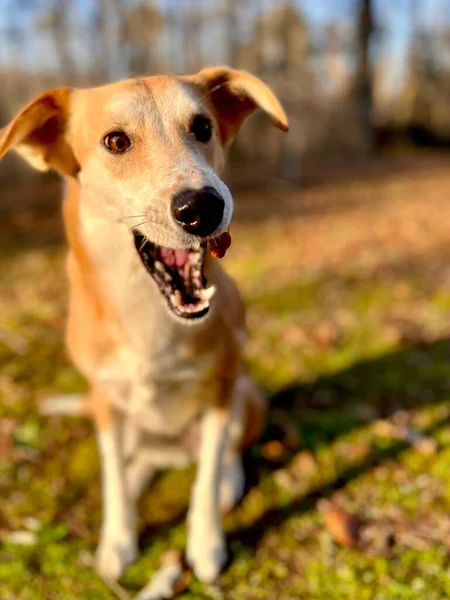 Pet Dog Połowu Rzucone Smakołyki — Zdjęcie stockowe