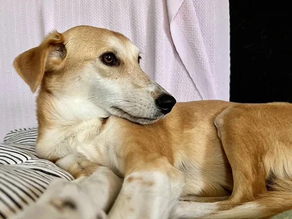 Pet Hound Dog Lying Blankets She Indoors Sofa Mildly Disinterested — Zdjęcie stockowe