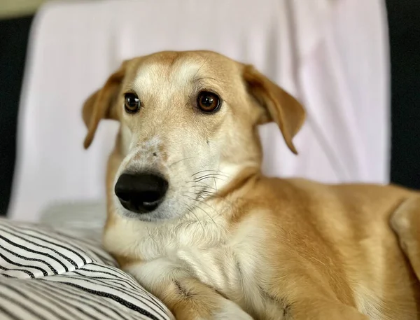 Pet Hound Dog Lying Blankets She Indoors Sofa Mildly Disinterested — Zdjęcie stockowe