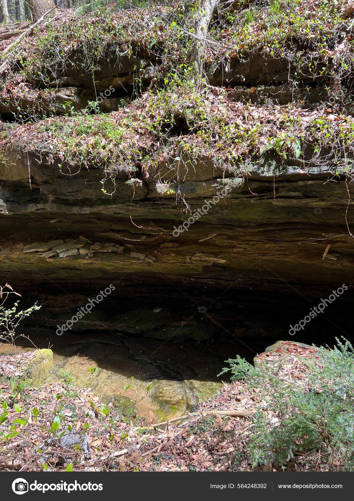 Hiking Scenes Sipsey Wilderness Bankhead National Forest United States