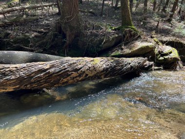 Sipsey Vahşi doğasında yürüyüş sahneleri, Bankhead Ulusal Ormanı, ABD