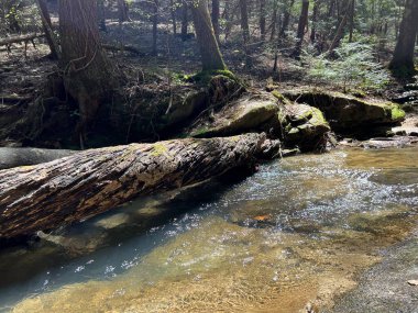 Sipsey Vahşi doğasında yürüyüş sahneleri, Bankhead Ulusal Ormanı, ABD
