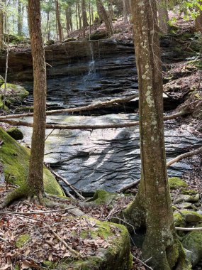 Sipsey Vahşi doğasında yürüyüş sahneleri, Bankhead Ulusal Ormanı, ABD