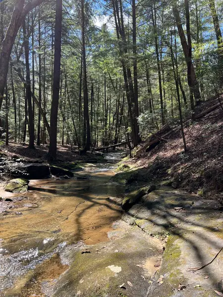 Wanderszenen Der Sipsey Wilderness Bankhead National Forest Vereinigte Staaten — Stockfoto