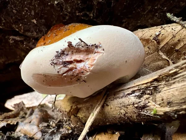 Scènes Randonnée Dans Nature Sauvage Sipsey Forêt Nationale Bankhead États — Photo